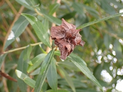 Rabdophaga rosaria