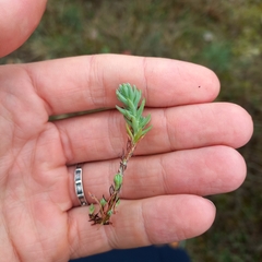 Petrosedum rupestre