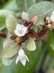 Elaeagnus reflexa