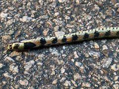 Rhabdophis tigrinus