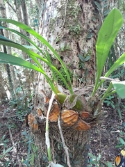 Bulbophyllum occlusum image