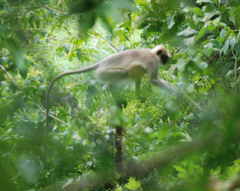 Semnopithecus hypoleucos