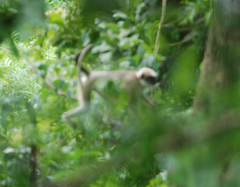 Semnopithecus hypoleucos