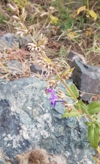 Dracocephalum nutans