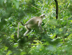 Semnopithecus hypoleucos