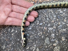 Rhabdophis tigrinus