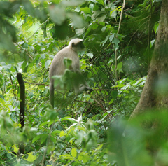 Semnopithecus hypoleucos
