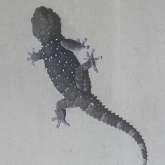 Chondrodactylus bibronii