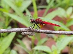Aethriamanta nymphaeae