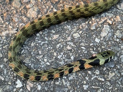 Rhabdophis tigrinus