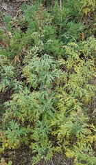 Urtica cannabina