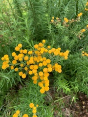 Chrysocephalum semipapposum