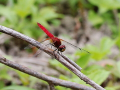 Aethriamanta nymphaeae