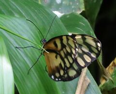 Godyris kedema albinotata