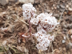 Goniolimon speciosum