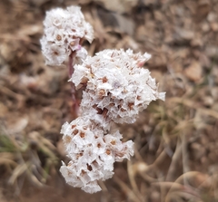 Goniolimon speciosum