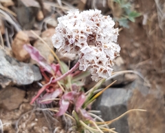 Goniolimon speciosum