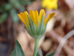 Calendula