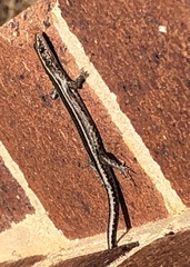 Cryptoblepharus pulcher