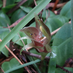 Chiloglottis