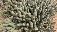Tephrocactus articulatus