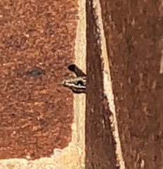 Cryptoblepharus pulcher