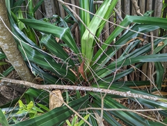 Pandanus odorifer