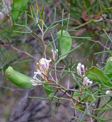 Hakea trifurcata