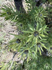 Leucadendron lanigerum lanigerum