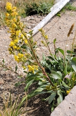 Solidago simplex