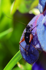 Trigonidium cicindeloides