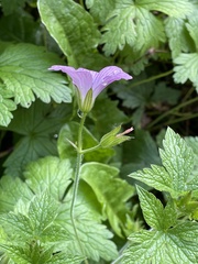 Geranium nodosum