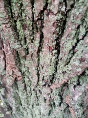 Phaeophyscia orbicularis