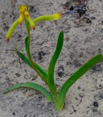 Anigozanthos humilis
