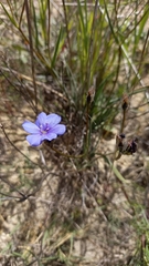 Aristea dichotoma