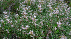 Hakea trifurcata