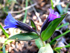 Pulmonaria