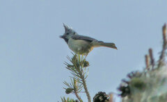 Lophophanes cristatus