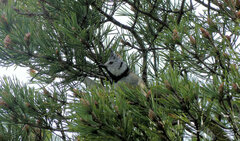 Lophophanes cristatus