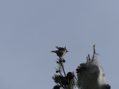 Lophophanes cristatus
