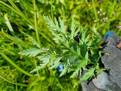 Seseli condensatum