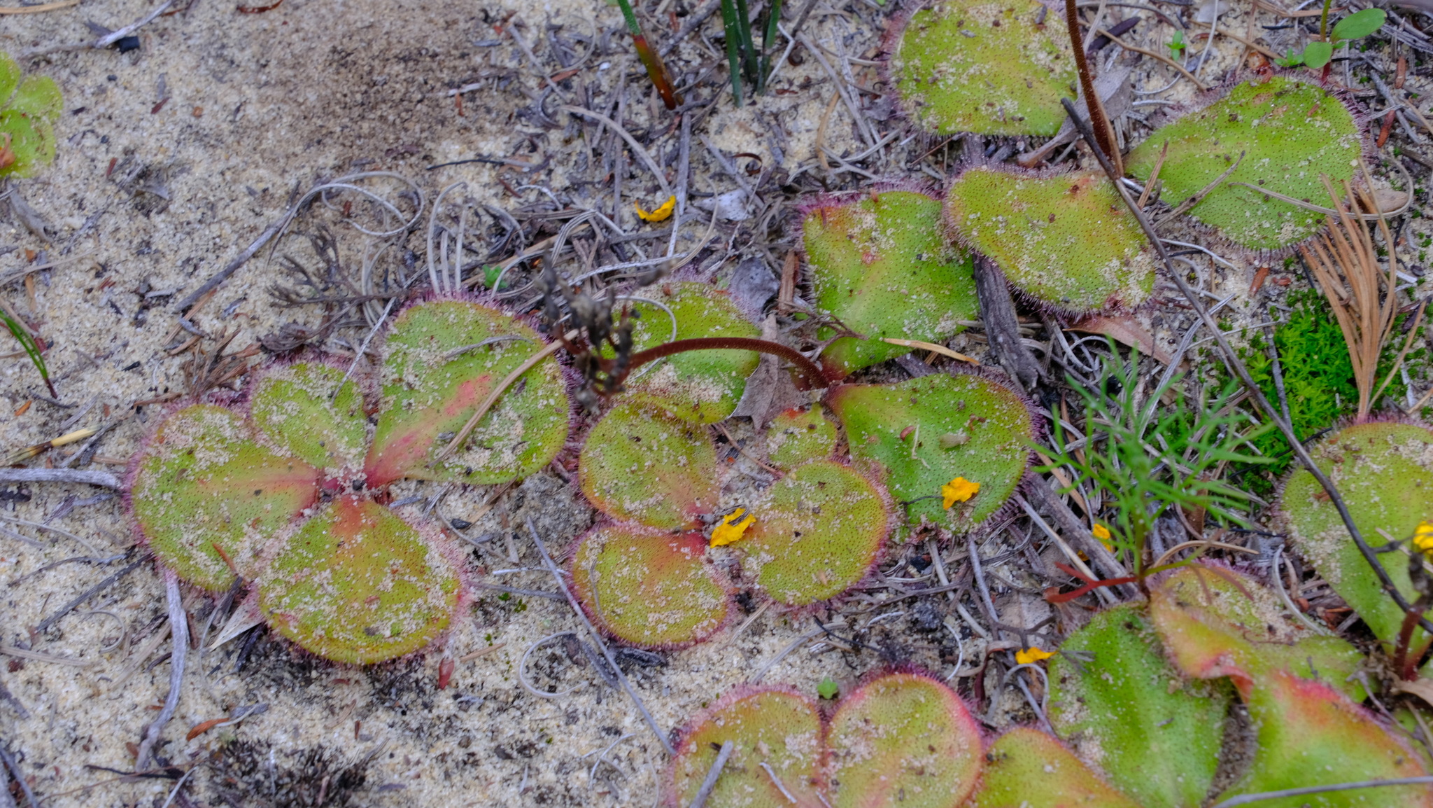 Drosera magna (N.G.Marchant & Lowrie) Lowrie 3