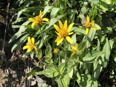 Arnica lanceolata