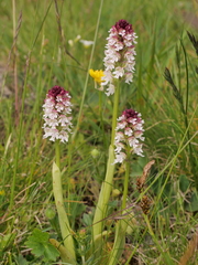 Neotinea ustulata ustulata