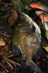 Colossoma macropomum