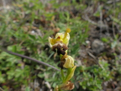 Ophrys fusca