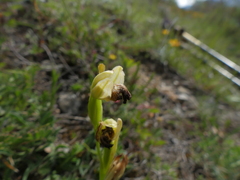Ophrys fusca
