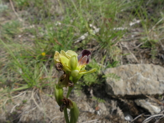 Ophrys fusca