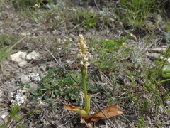 Neotinea maculata