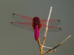 Trithemis aurora